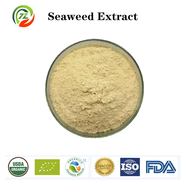Food Grade Sargassum Seaweed Extract Sea Kelp Extract CAS 3351-86-8